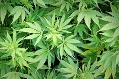 For more than a decade, Joseph Casias of Battle Creek, Mich. has endured the painful symptoms of an inoperable brain tumor and cancer. Medical marijuana was his only hope.