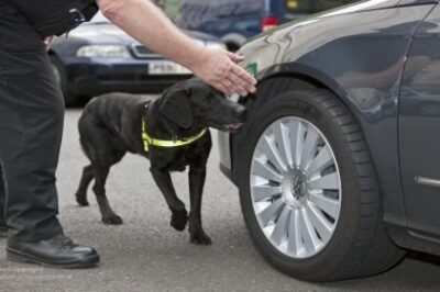 police dog search