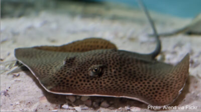 Photo of stingray at bottom of ocean