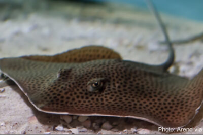 Photo of stingray at bottom of ocean