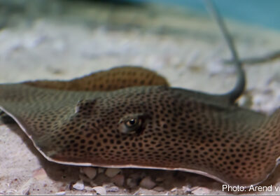 Photo of stingray at bottom of ocean