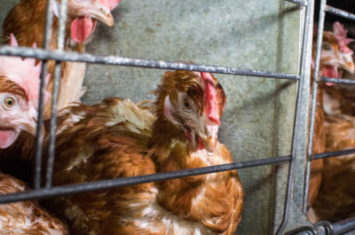 Chickens in cages