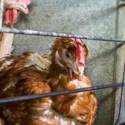 Chickens in cages
