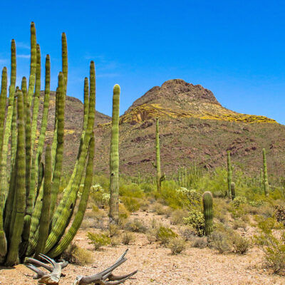 Organ Pipe Cactus National Monument