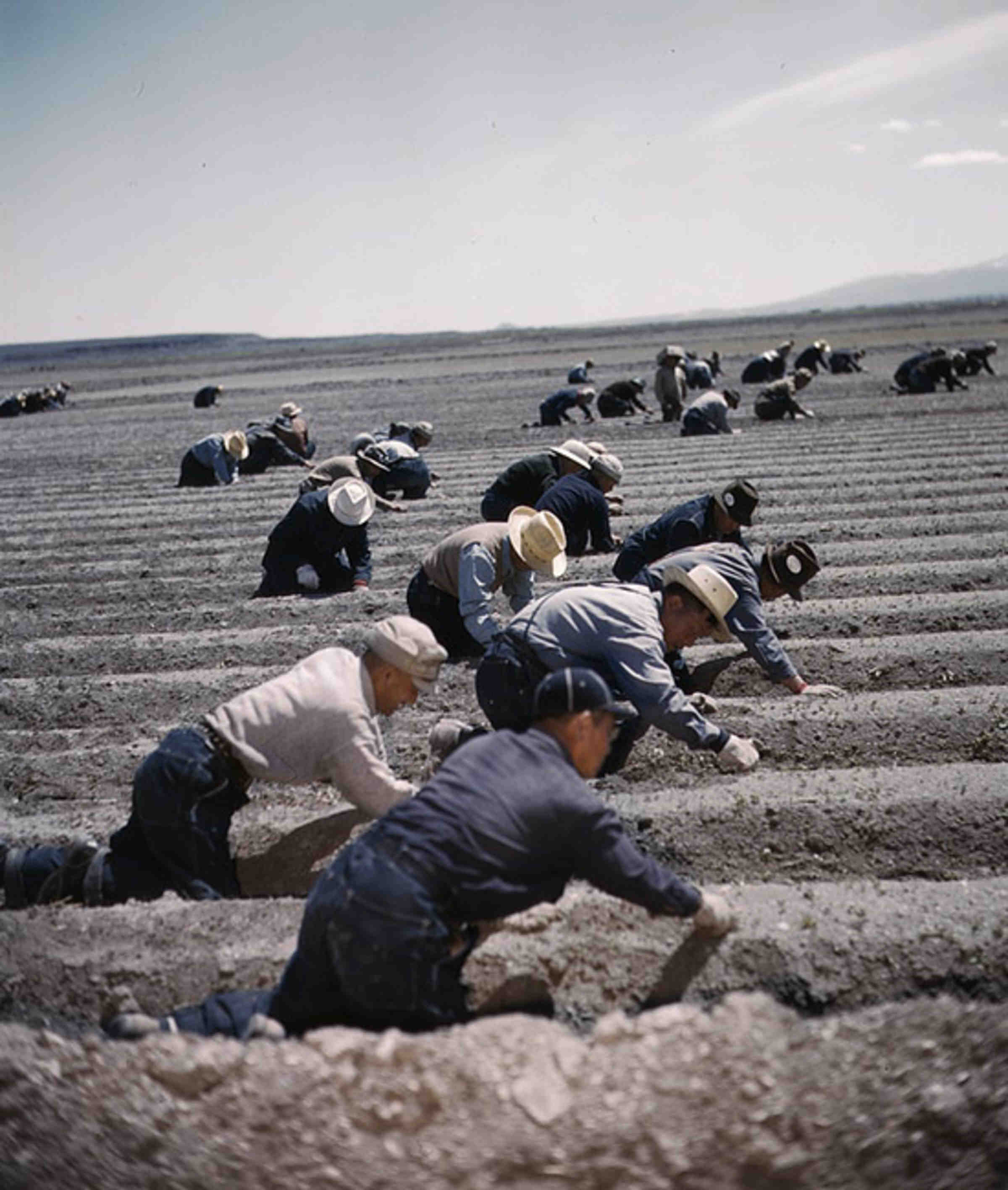 Detainees working at Tule Lake Relocation center, 1942 or 1943.